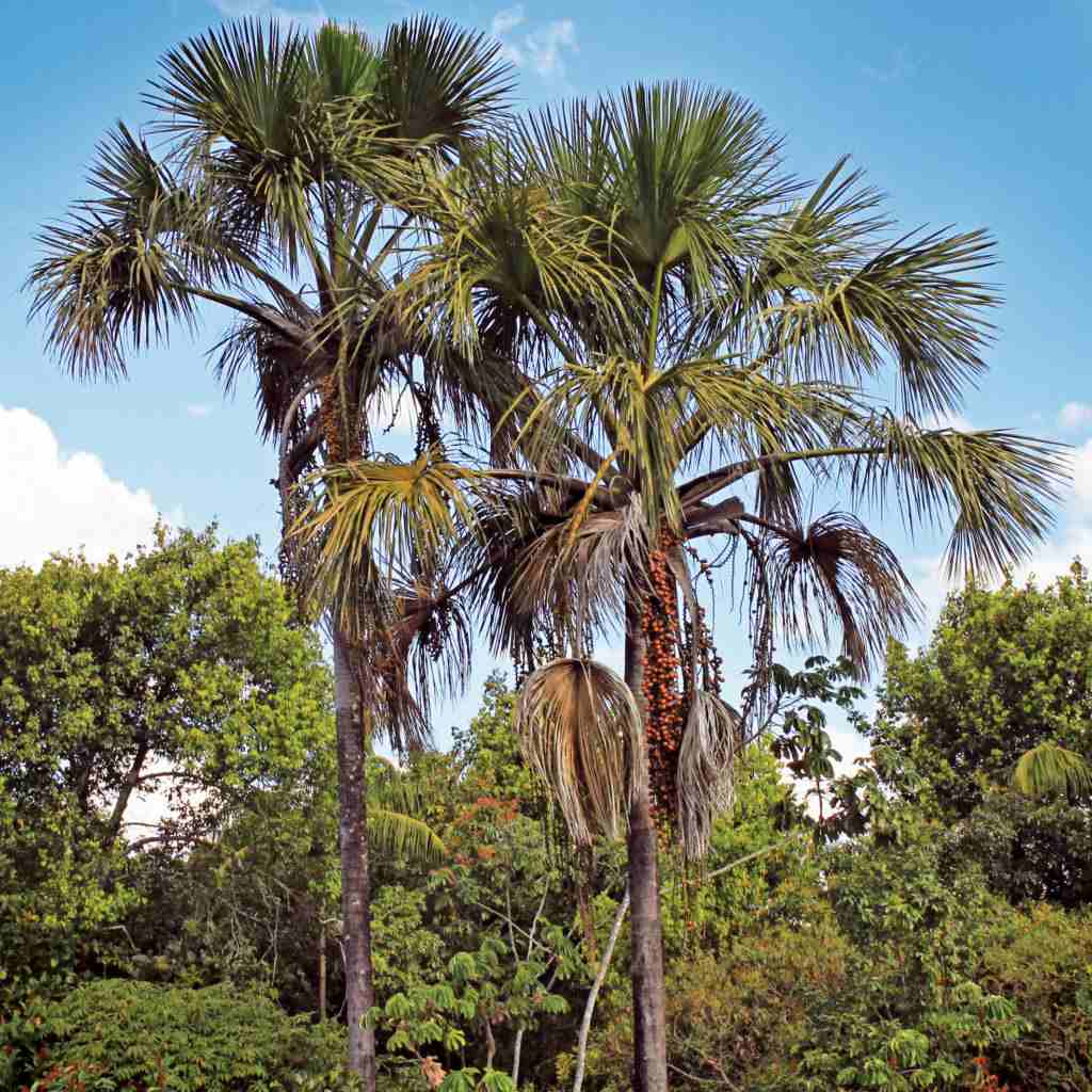 Foto: Marcelo Kuhlmann