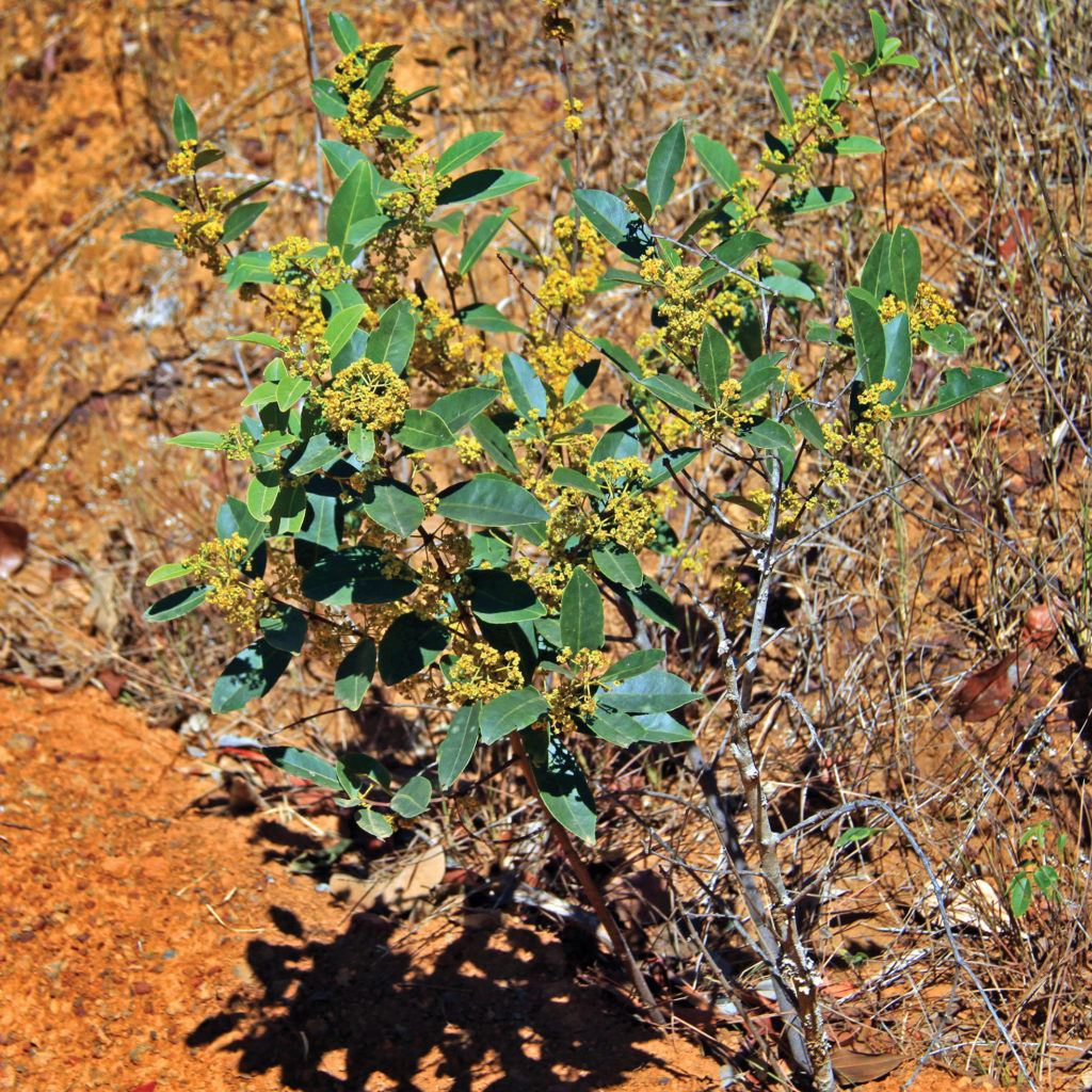 Foto: Marcelo Kuhlmann