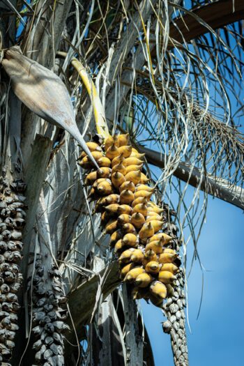 Foto: Marcelo Kuhlmann