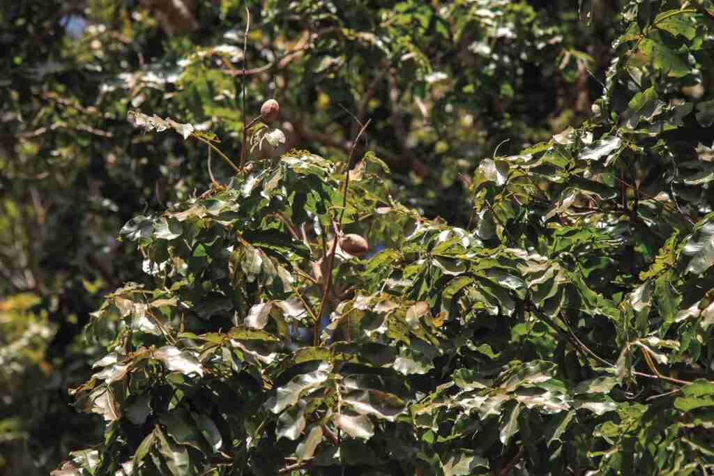 Autor: Túlio Americano