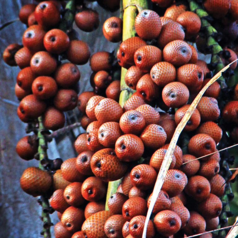 Foto: Marcelo Kuhlmann