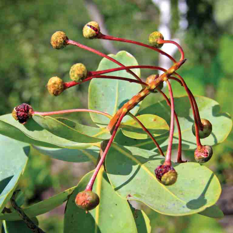 Foto: Marcelo Kuhlmann