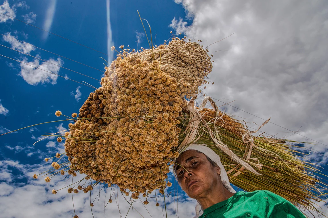 Apanhadoras/es de flores sempre-vivas