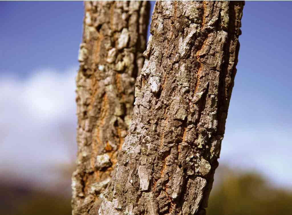 Foto: Túlio Americano