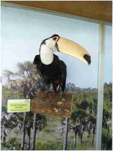 Museu de Biodiversidade do Cerrado