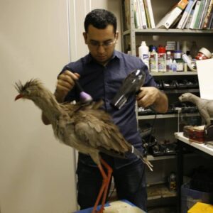 taxidermia_Cesar_Leao (15)