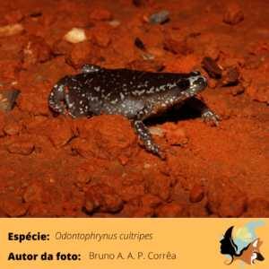 C.-albopunctata-300x300