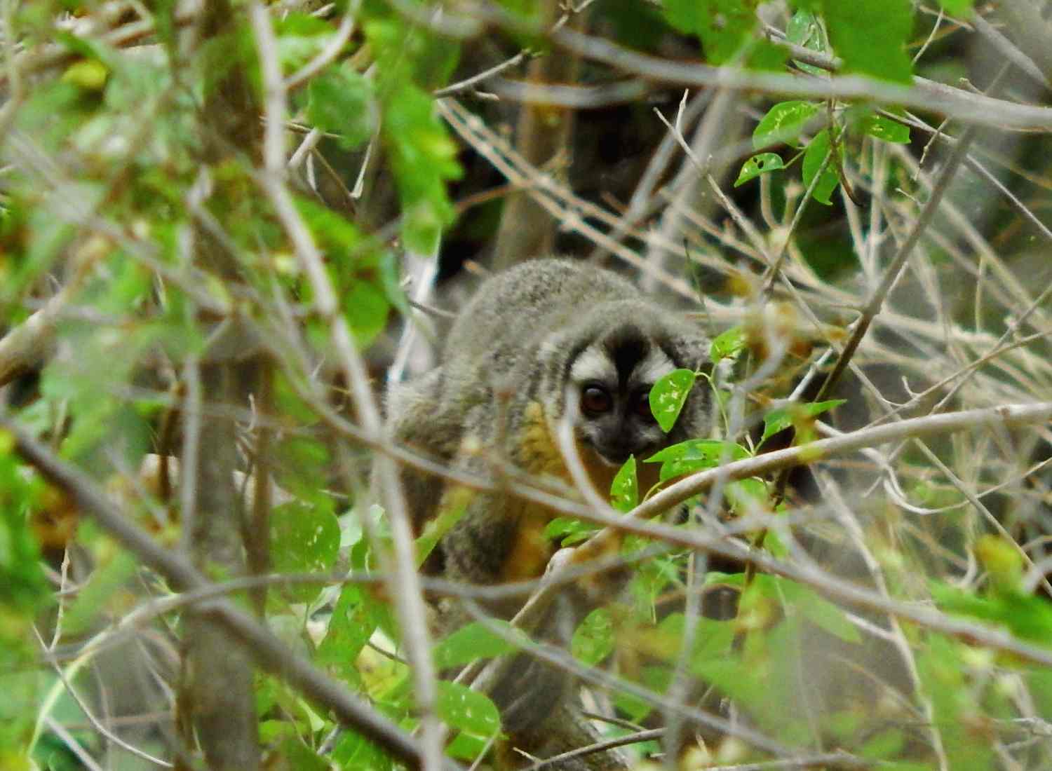 Sapajus cay (Macaco-prego-de-Azara) - Museu do Cerrado