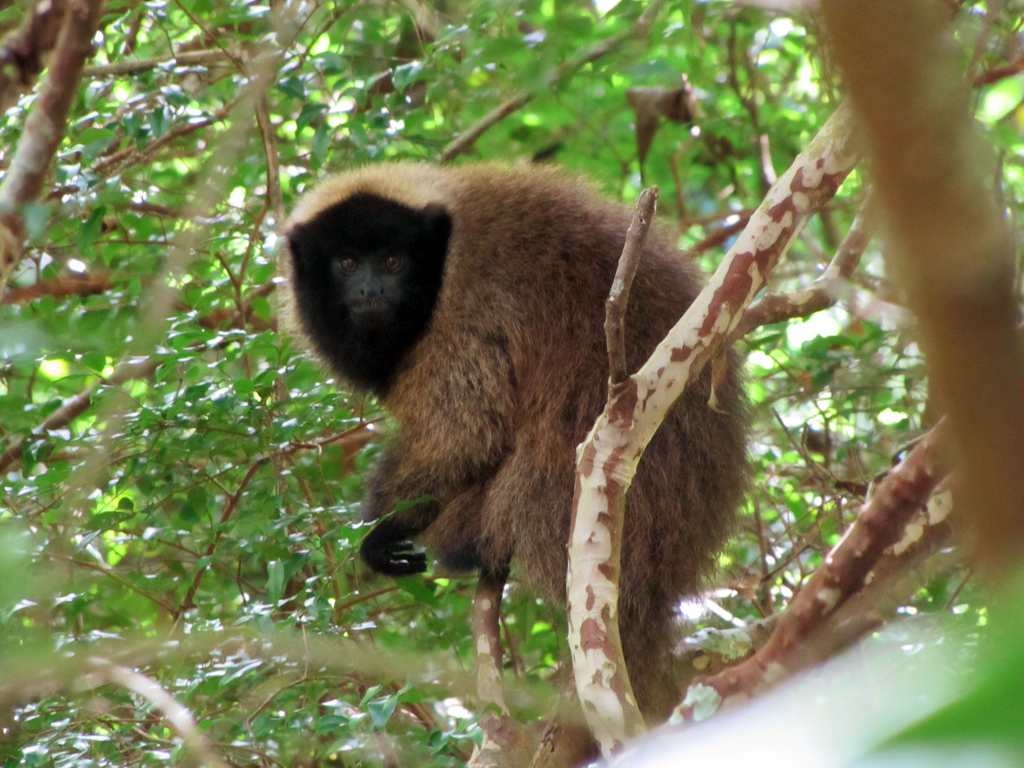 Sapajus cay (Macaco-prego-de-Azara) - Museu do Cerrado