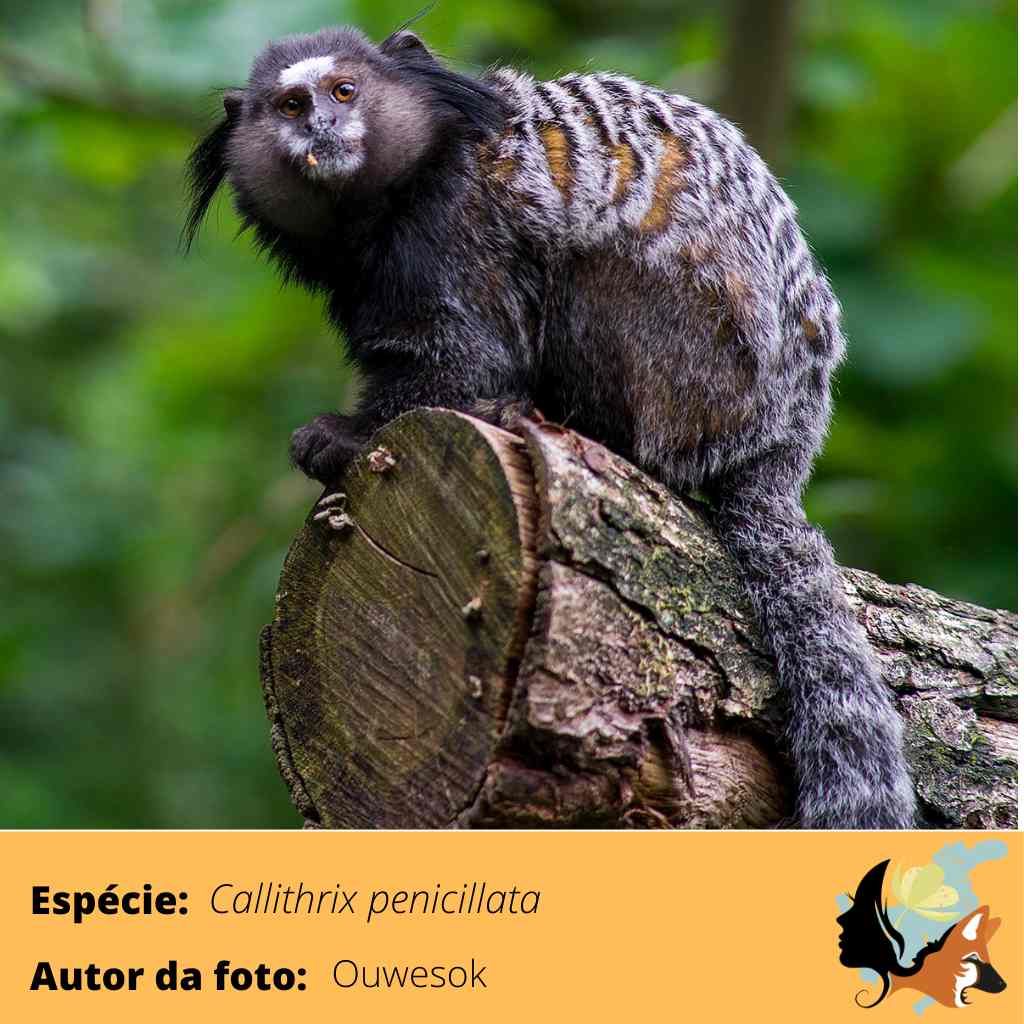 Sagui-de-tufos-pretos – Wikipédia, a enciclopédia livre