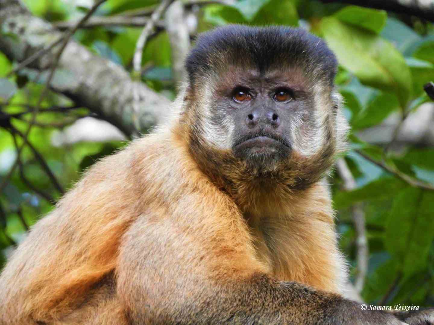 A dinâmica de macacos. Os humanos são uma espécie de primatas