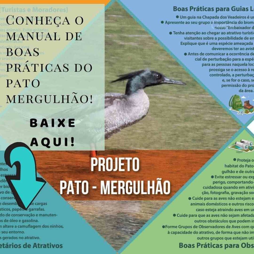 Pato-mergulhão Alto Paranaíba