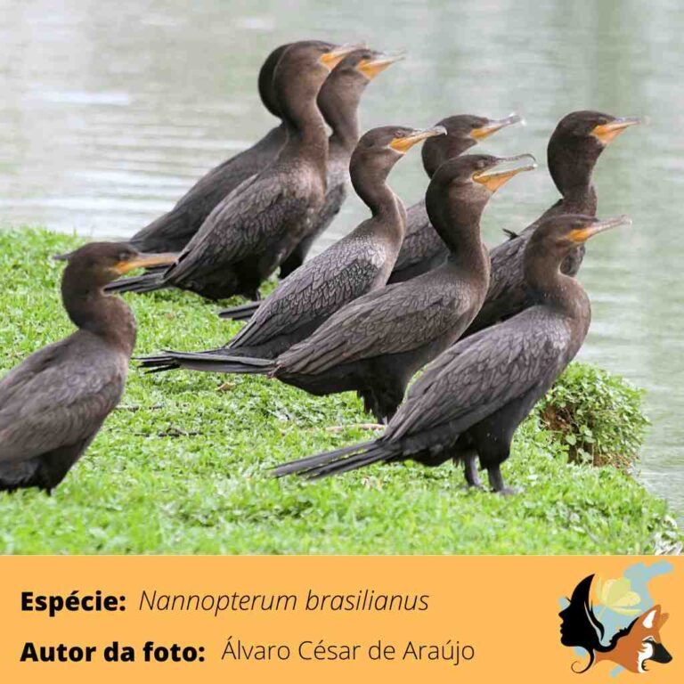 Biguá