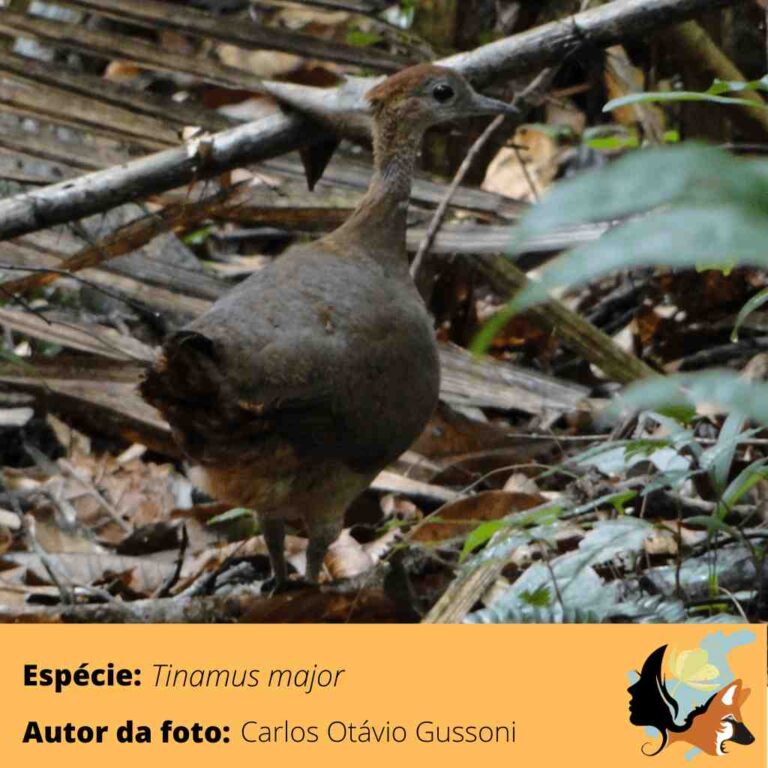 Inhambu de Cabeça Vermelha