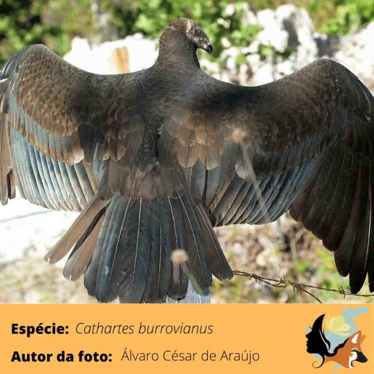 Urubu de Cabeça Amarela