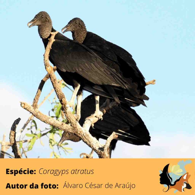 Urubu de Cabeça Preta