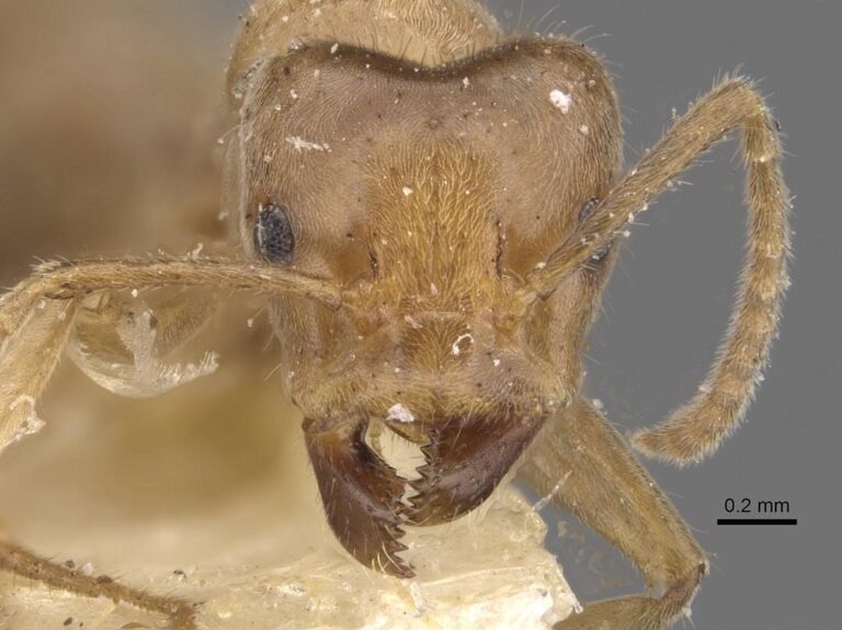 Azteca aesopus (Face) - Fonte: Will Ericson / © AntWeb.org.