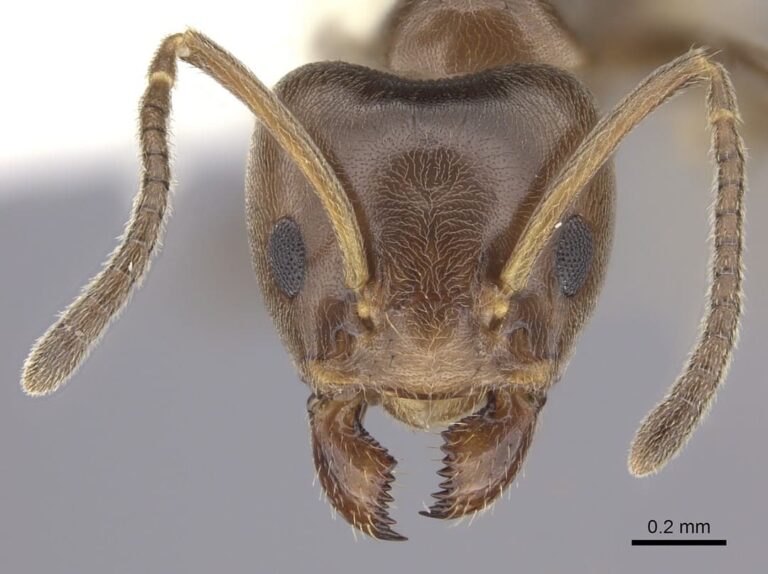 Azteca chartifex (face). Fonte: Will Ericson / © AntWeb.org.