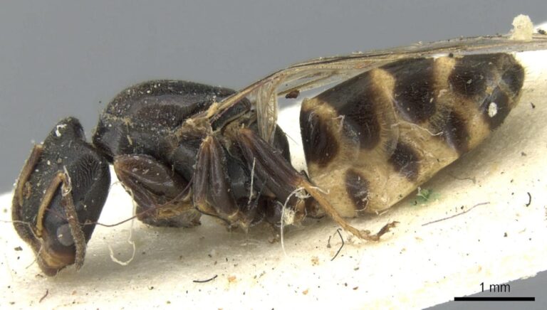 Azteca fasciata (corpo) - Fonte: Estella Ortega / © AntWeb.org.