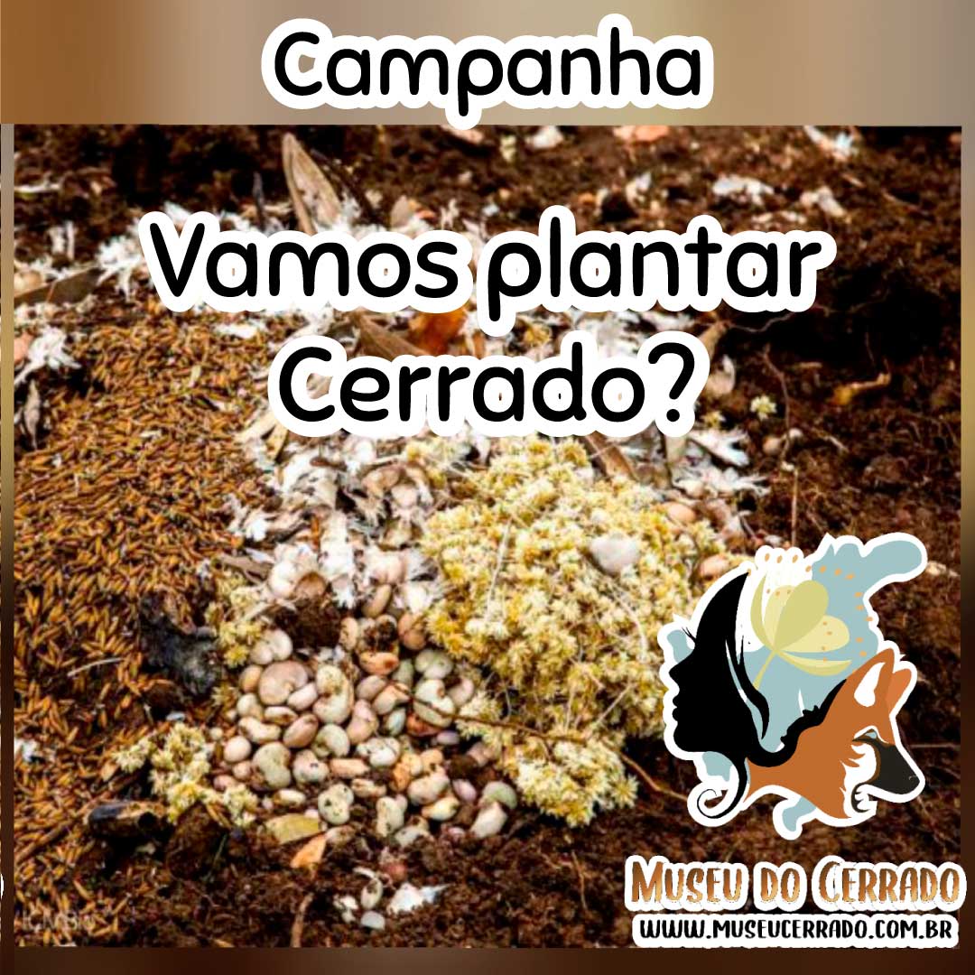 Vamos plantar Cerrado?