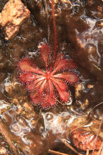 2022-06-30_sistemas-biogeograficos_flora_plantas-carnivoras_drosera-montana (2)
