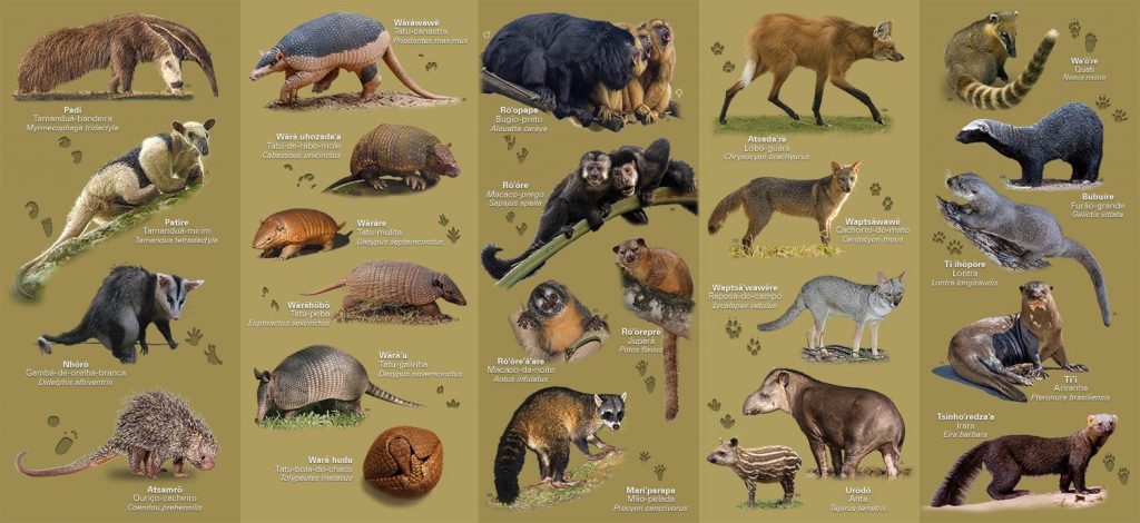 2022-11-24_noticias-guia-xavante-mamiferos (2)