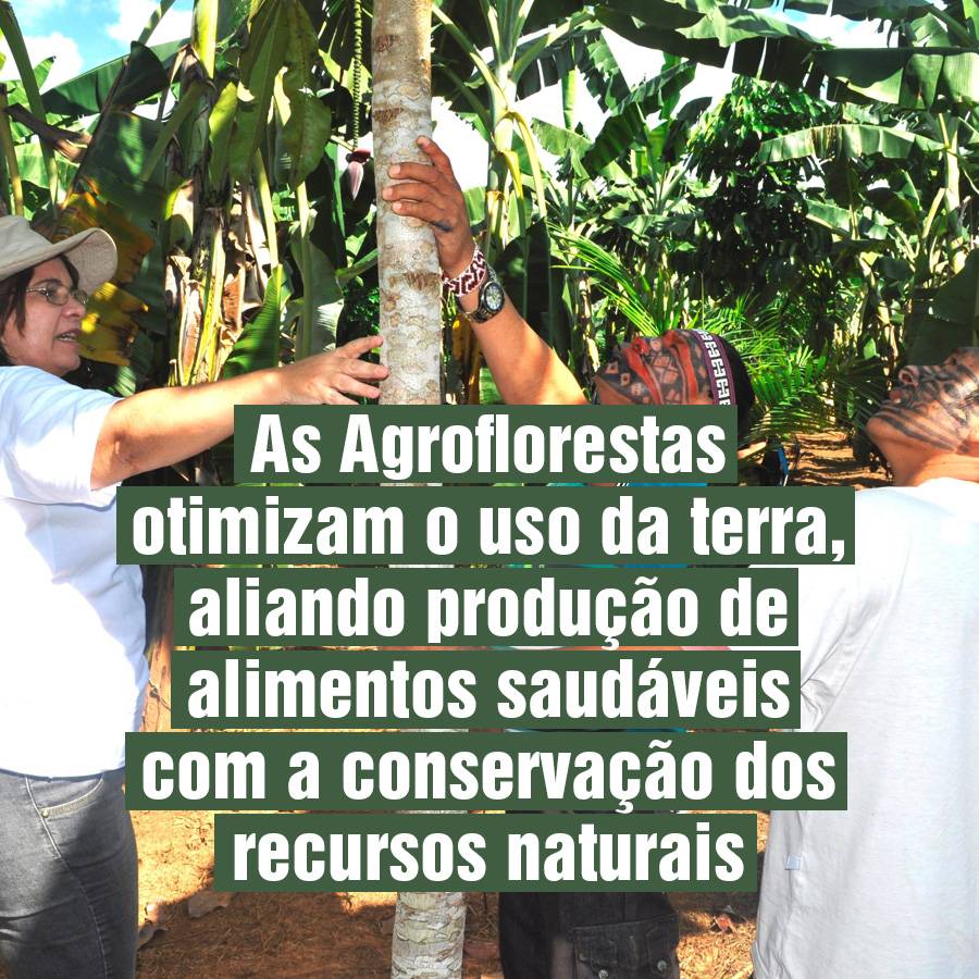 2023-01-16_agrobiodiversidade_Sistemas- Agroflorestais (2)