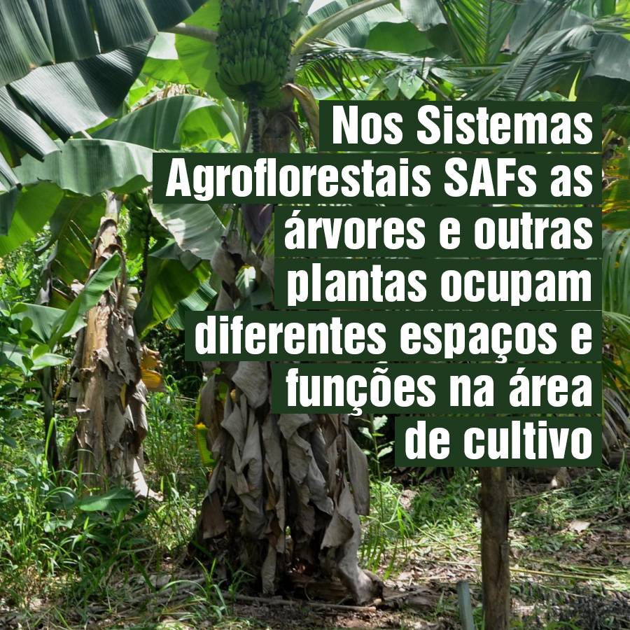 2023-01-16_agrobiodiversidade_Sistemas- Agroflorestais