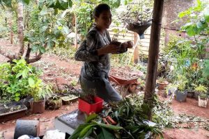 2021_06_02_galeria_agrobiodiversidade_agroecologia_praticaagroflorestal_willian_jeferson_identificacao_galeria