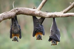 2021_06_07_mamiferos_do_cerrado_galeria_lista_especies_morcegos