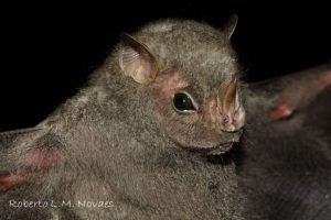 2021_06_07_mamiferos_do_cerrado_galeria_morcegos_do_cerrado