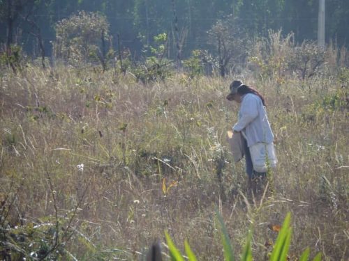 2021_09_02_Agrobiodiversidade_Restauração_VerdeNovo_Coleta