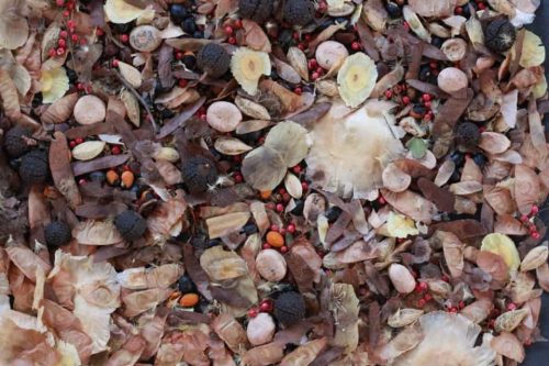 2021_09_02_Agrobiodiversidade_Restauração_VerdeNovo_Muvuca