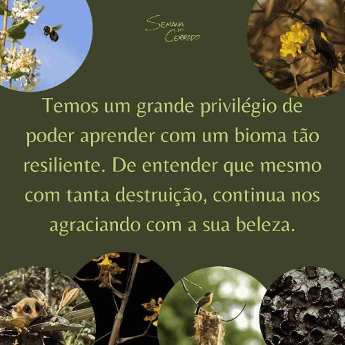 2021_09_14_Notícia_Semana-do-cerrado_img3