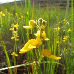 2022-06-30_sistemas-biogeograficos_flora_plantas-carnivoras_genlisea_genlisea-aurea (2) 2022-06-30_sistemas-biogeograficos_flora_plantas-carnivoras_genlisea_genlisea-aurea (2)