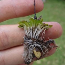 2022-06-30_sistemas-biogeograficos_flora_plantas-carnivoras_genlisea_genlisea-tuberosa 2022-06-30_sistemas-biogeograficos_flora_plantas-carnivoras_genlisea_genlisea-tuberosa