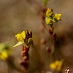 2022-06-30_sistemas-biogeograficos_flora_plantas-carnivoras_utricularia-densiflora