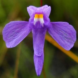 2022-06-30_sistemas-biogeograficos_flora_plantas-carnivoras_utricularia_ amethystina