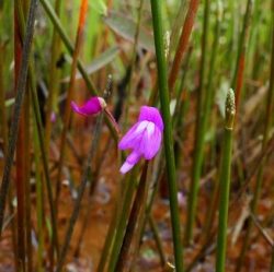 2022-06-30_sistemas-biogeograficos_flora_plantas-carnivoras_utricularia_cucullata