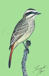 Peitica (Empidonomus varius). (Ilustração Fernando Igor de Godoy).