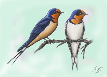Andorinha-de-bando (Hirundo rustica) (Ilustração Fernando Igor de Godoy).