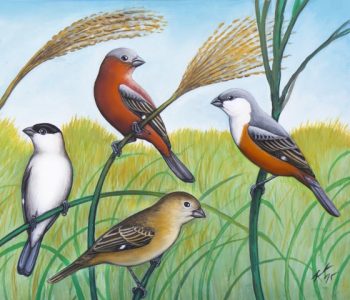Caboclinho (Sporophila spp.), granívoros que visitam áreas abertas. (Ilustração Fernando Igor de Godoy).