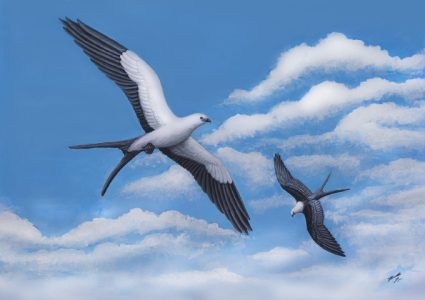 Gavião-tesoura (Elanoides forficatus), rapinante migratório que se direciona para a Amazônia (Ilustração Fernando Igor de Godoy).