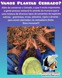 2022_02_12_Notícias_Muvuca_Vamos-plantar-cerrado