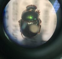 2022_06_25_biodiversidade_fauna_invertebrados_do_cerrado_Canthidium-aff.-Barbacenicum-Preudhomme-de_Borre-1886