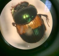 2022_06_25_biodiversidade_fauna_invertebrados_do_cerrado_Canthidium-aff.-decoratum_Perty-1830