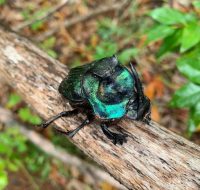 2022_06_25_biodiversidade_fauna_invertebrados_do_cerrado_Coprophanaeus-ensifer_Germar-1824