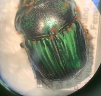 2022_06_25_biodiversidade_fauna_invertebrados_do_cerrado_Coprophanaeus-horus_Whaterhouse-1891