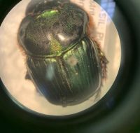 2022_06_25_biodiversidade_fauna_invertebrados_do_cerrado_Coprophanaeus-spitzi_Pessoa-1934