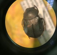 2022_06_25_biodiversidade_fauna_invertebrados_do_cerrado_Deltochilum_sp1